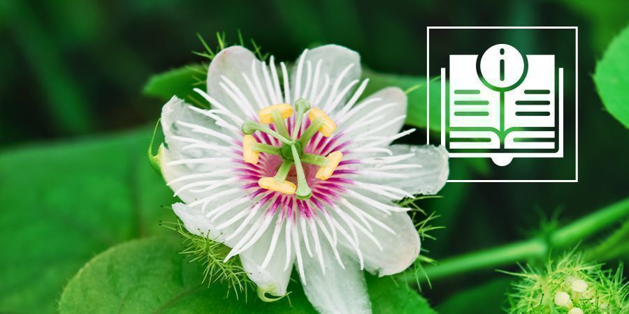 Męczennica (passiflora): wszystko, co musisz wiedzieć