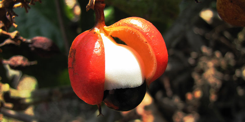 Czym jest guarana?