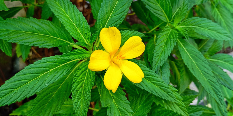 Damiana: Frequently asked questions Damiana: Frequently asked questions