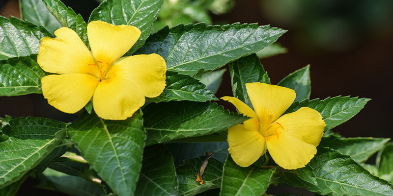 Czym jest damiana? Czym jest damiana?