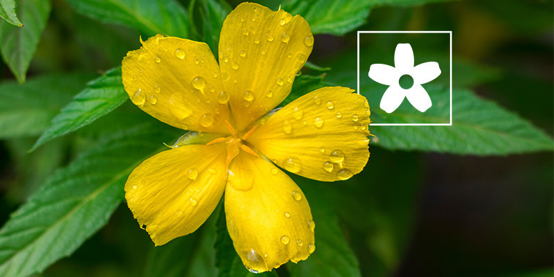 Jak stosować damianę: wszystko, co musisz wiedzieć Jak stosować damianę: wszystko, co musisz wiedzieć