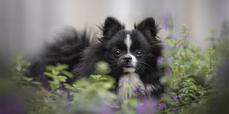 Czy kocimiętka może być stosowana u psów?
