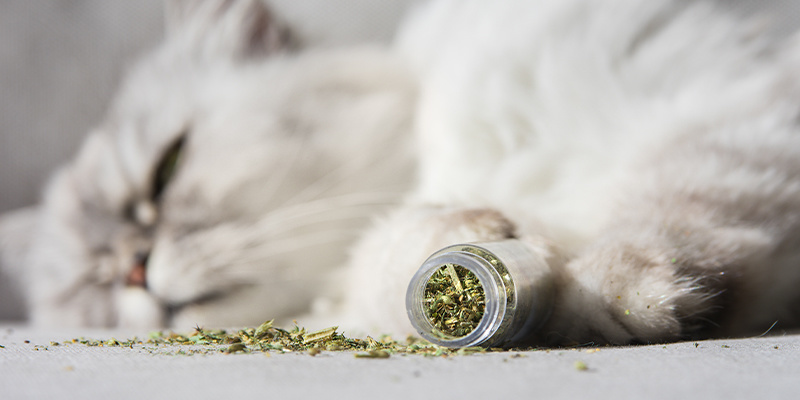 Kocimiętka: dar natury dla kotów