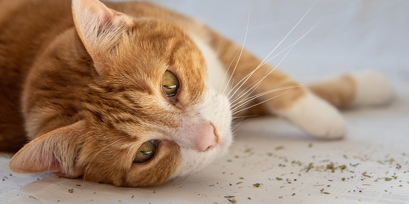 Czy kocimiętka to narkotyk? Czy kocimiętka odurza koty?