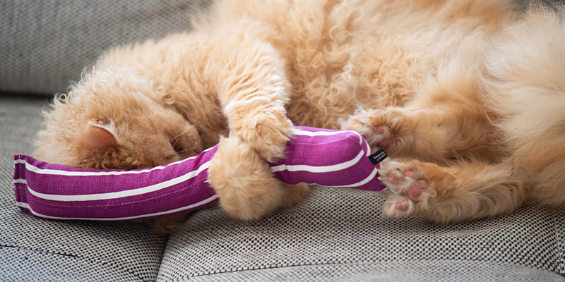 Catnip toys