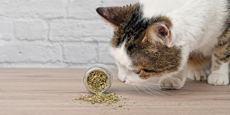 Different forms of catnip