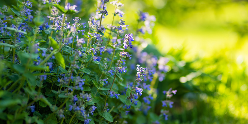 Jak działa kocimiętka?
