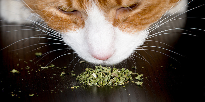 Jak podawać kotom kocimiętkę?