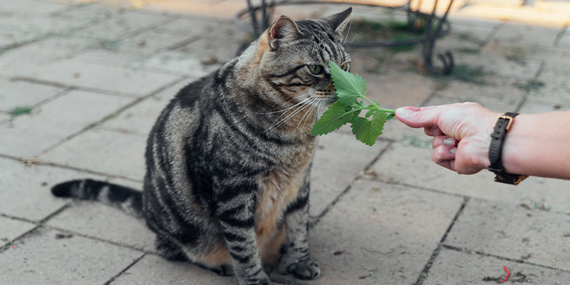 Czy kocimiętka jest bezpieczna dla kotów?