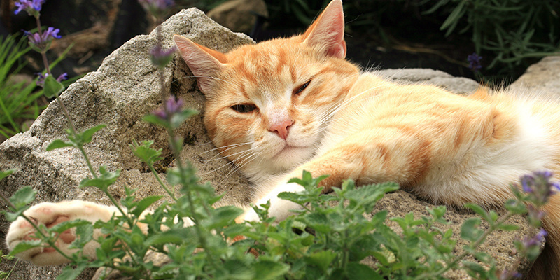 Działa jak środek rozluźniający mięśnie