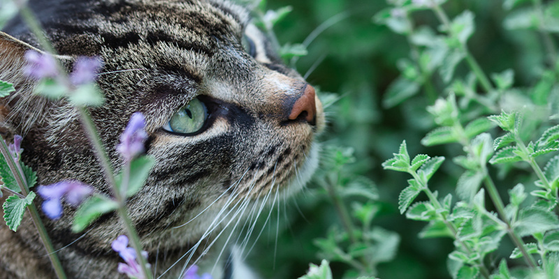 Może łagodzić ból