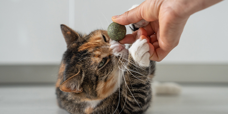 Jakie są zalety kocimiętki?