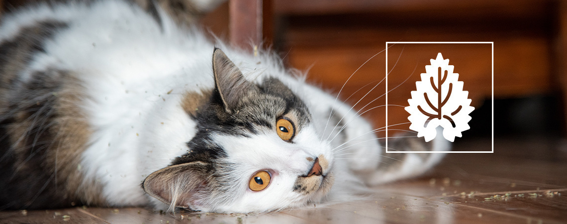 Catnip: Everything you need to know