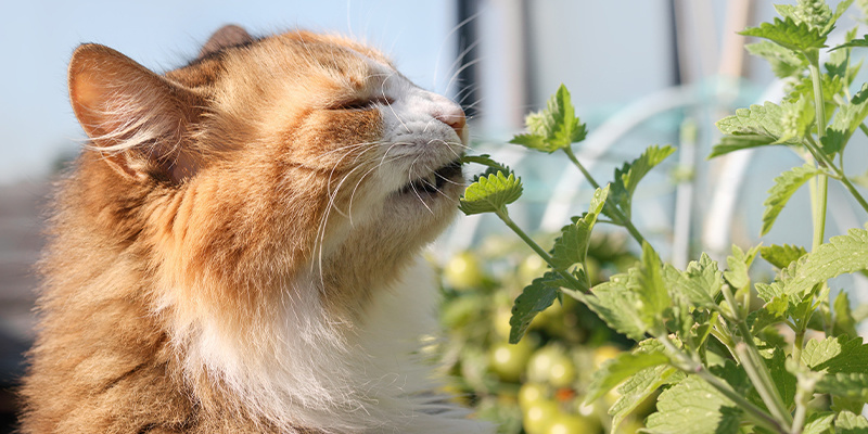 Czym jest kocimiętka?