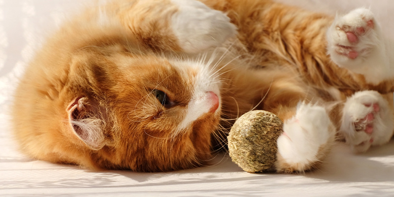 Dlaczego koty lubią kocimiętkę?