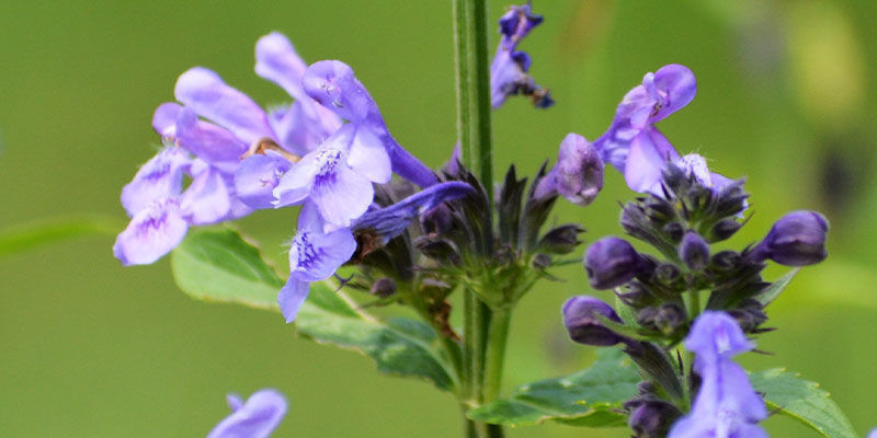 Skullcap: Everything You Need To Know