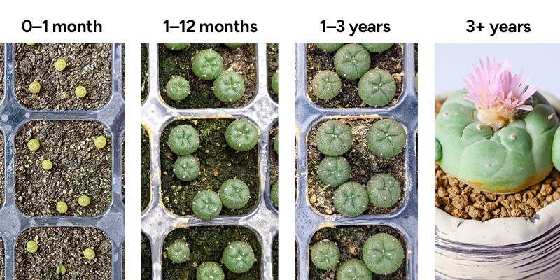 Peyote growth stages overview