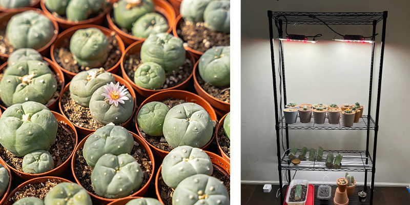 Long-term peyote care (beyond the first year)