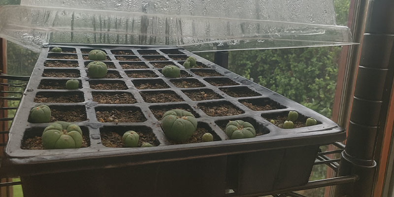 Pielęgnacja siewek peyotlu (pierwszy rok)