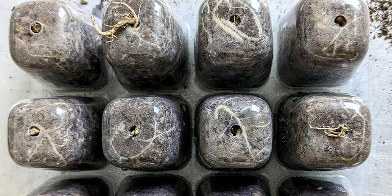 How to germinate peyote seeds