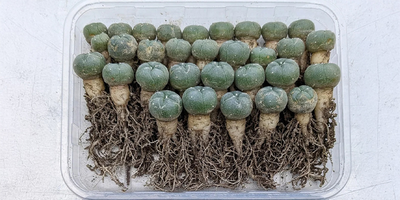 How to germinate peyote seeds