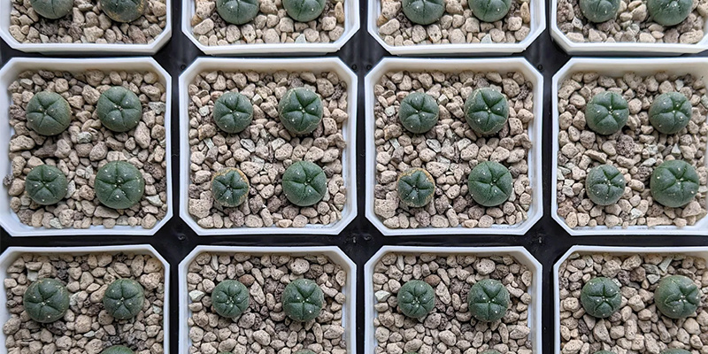 How to germinate peyote seeds