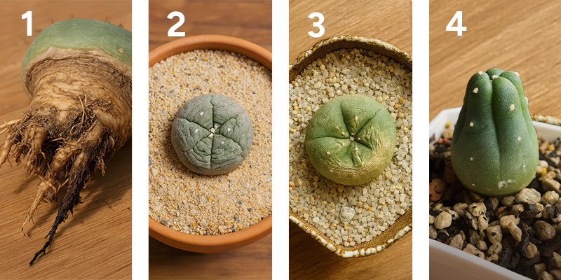 Long-term peyote care (beyond the first year)