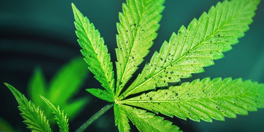 Blokada składników odżywczych