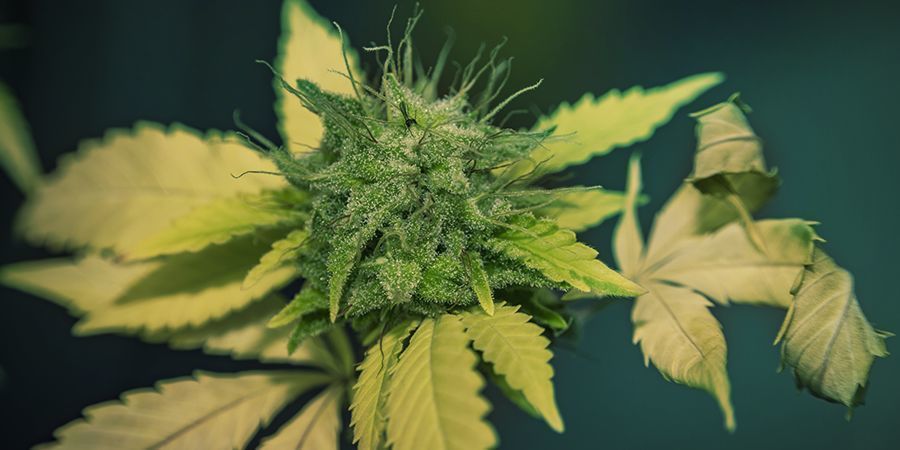 Poparzenia świetlne