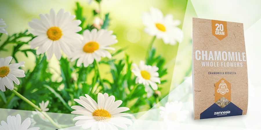 Rumianek  - Zioła do waporyzacji na dobry nastrój