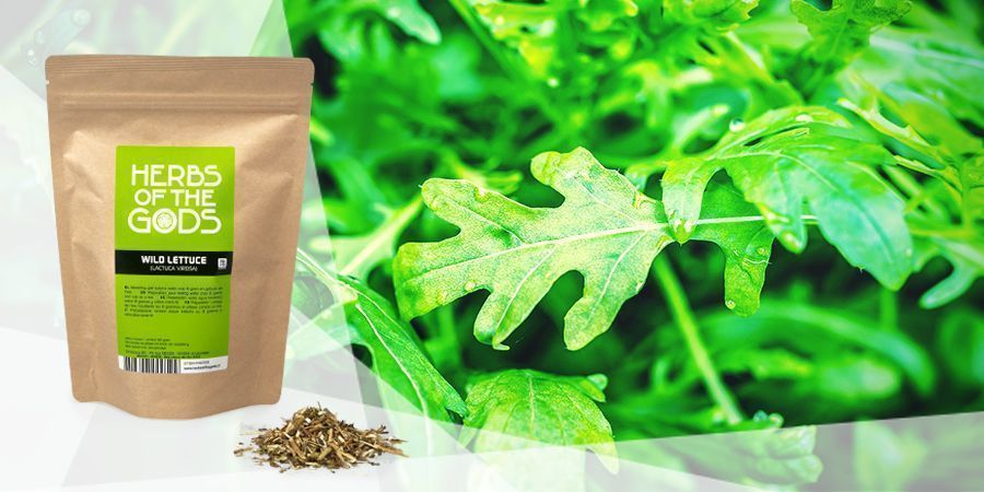 Dzika sałata – zioło do waporyzacji na dobry nastrój