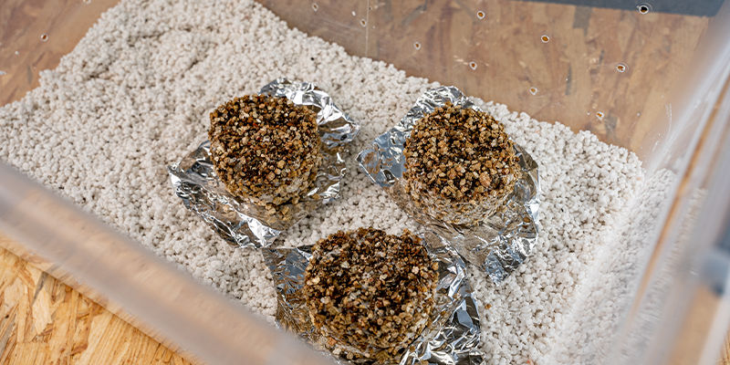 PF tek ułóż ciastka w komorze owocnikowania