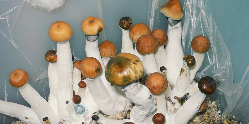 Bakteryjna plamistość magic mushrooms Bacterial Blotch