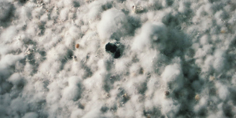 Czarna pleśń (także żółta i inne rodzaje) magic mushrooms Black Mold (Also Yellow Mold And Others)