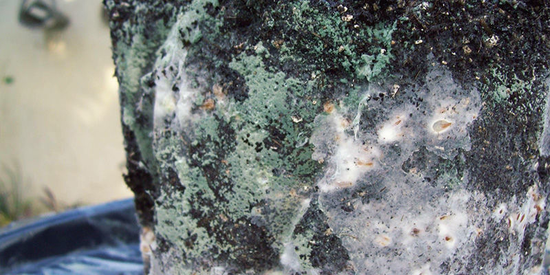 Zielona pleśń magic mushrooms Green Mold