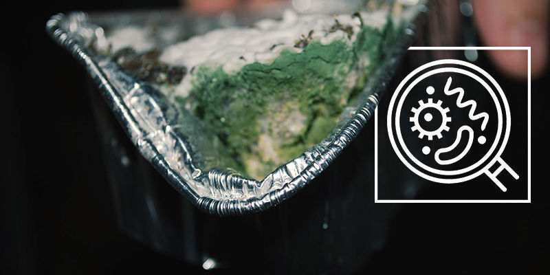 Zanieczyszczone grzybki halucynki Contaminated Magic Mushrooms