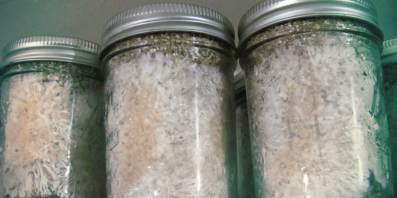 Różowa pleśń / czerwona pleśń chlebowa magic mushrooms Pink Mold / Red Bread Mold