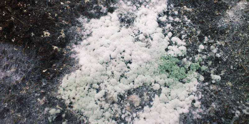 Pierwsza faza zanieczyszczenia Pierwsza faza zanieczyszczenia