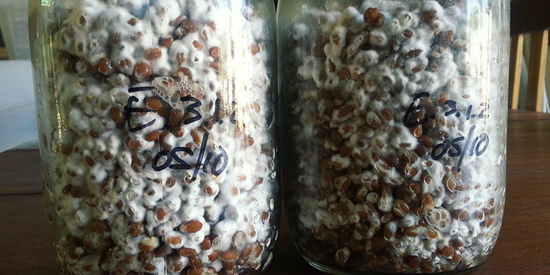 Mokre plamy / kwaśna zgnilizna Magic Mushrooms Wet Spot / Sour Rot