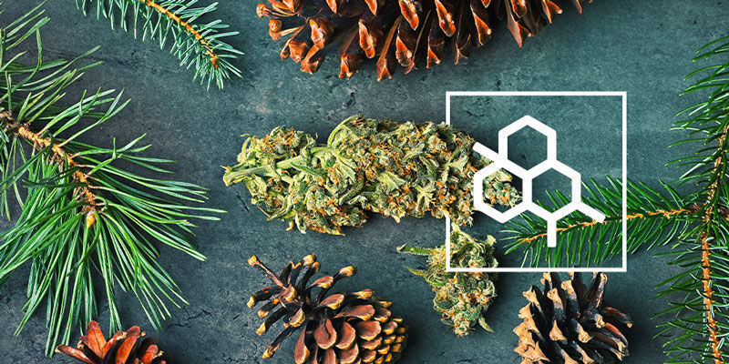 Wszystko, co musisz wiedzieć o terpenach