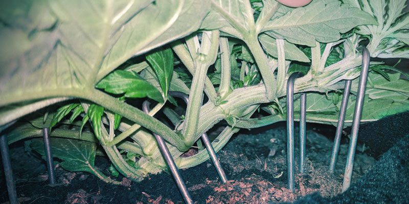 Jak zwiększyć produkcję terpenów