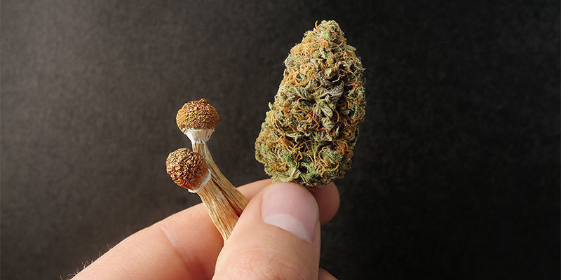 Mikrodawkowanie: marihuana kontra psychodeliki