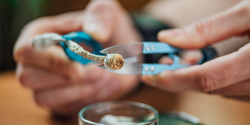 Czym jest mikrodawkowanie?