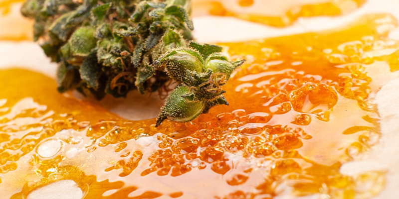 Koncentraty konopi vs susz