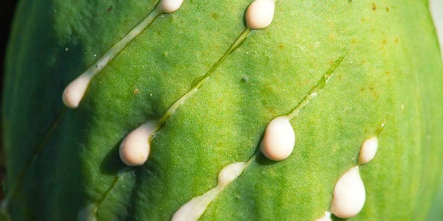 CZYM JEST DZIKI ŁOPIAN?