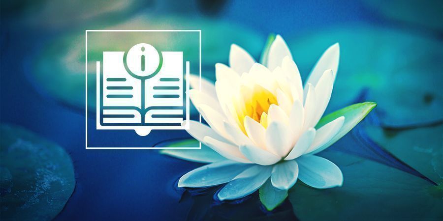 Everything You Need To Know About White Lotus Everything You Need To Know About White Lotus