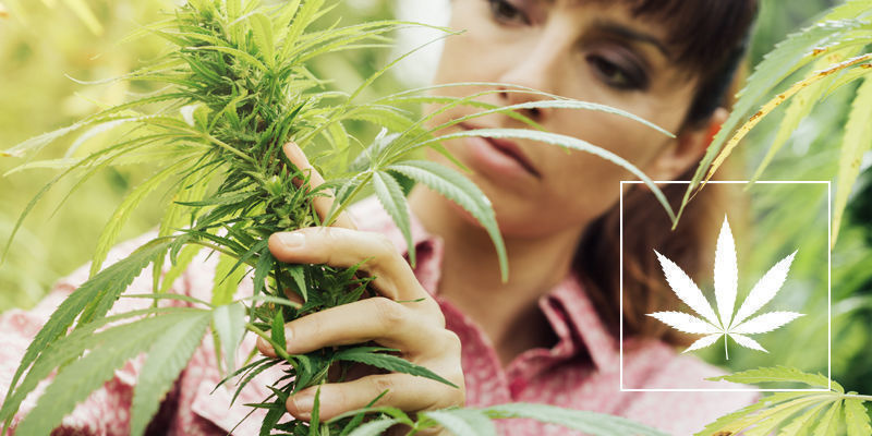 Nie każda marihuana jest taka sama