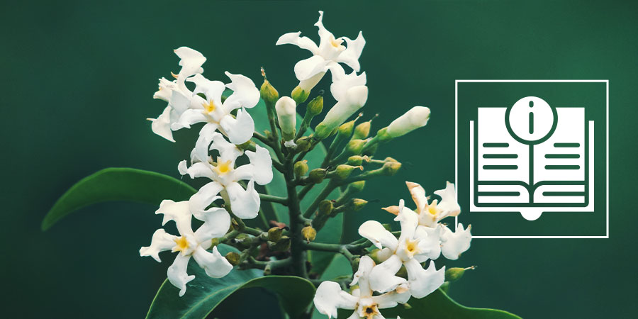 Voacanga africana: wszystko, co musisz wiedzieć