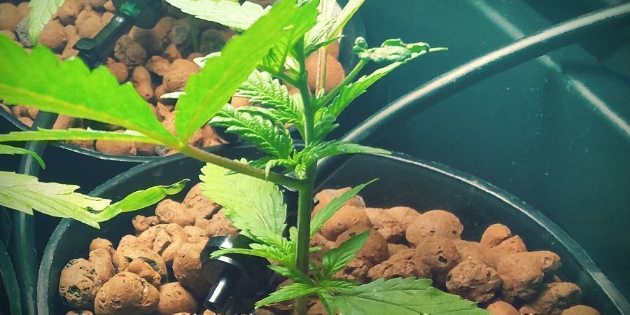 Pojemnik Zbuduj własny system DWC: pojemnik