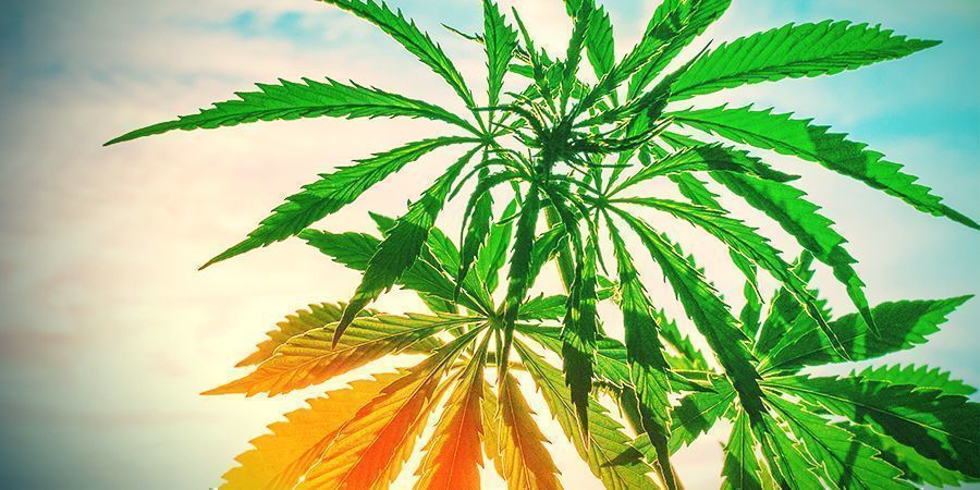 DLACZEGO WARTO ZAJĄĆ SIĘ PHENO HUNTINGIEM?